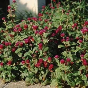 thumbnail for publication: Gomphrena globosa Common Globe Amaranth